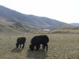 Mongolie2005 - 81.jpg