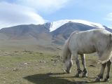 Mongolie2005 - 84.jpg